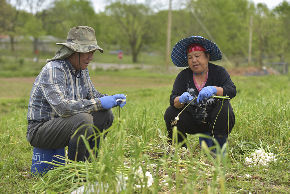 The Hmong farmers work in Southwest, MO on Thursday, April 28, 2017.
